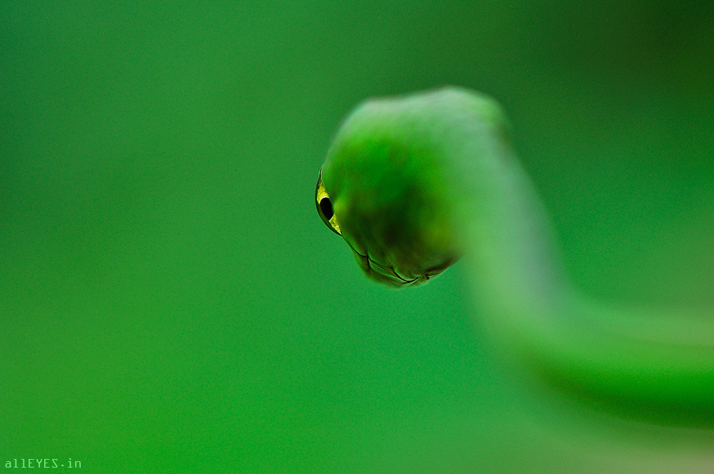 Divines Snake by Ravi Prakash SS, BBC award winner and Wildlife Photographer of the year 2014