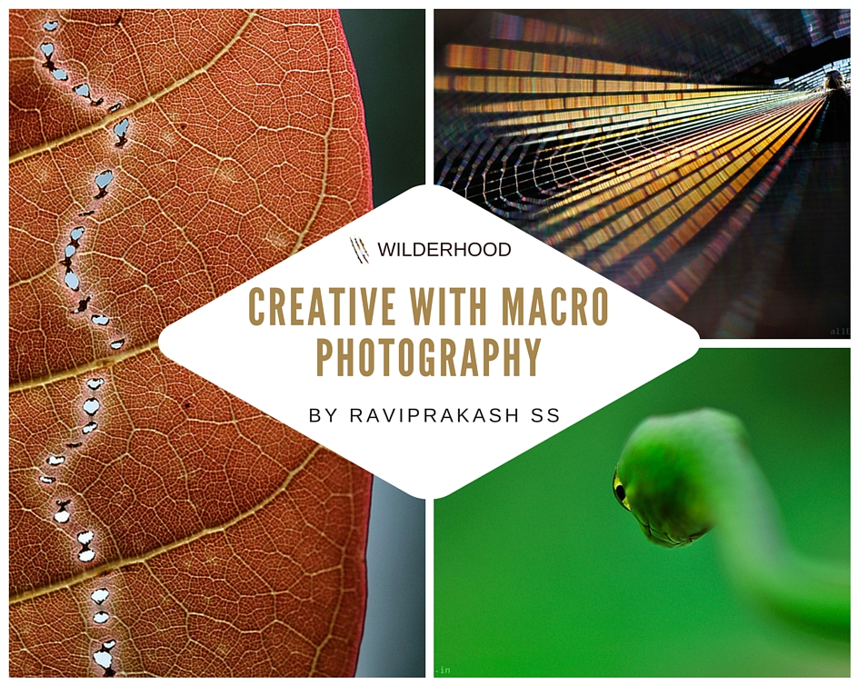 creative macro photography